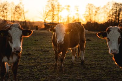 3 cattle on a field