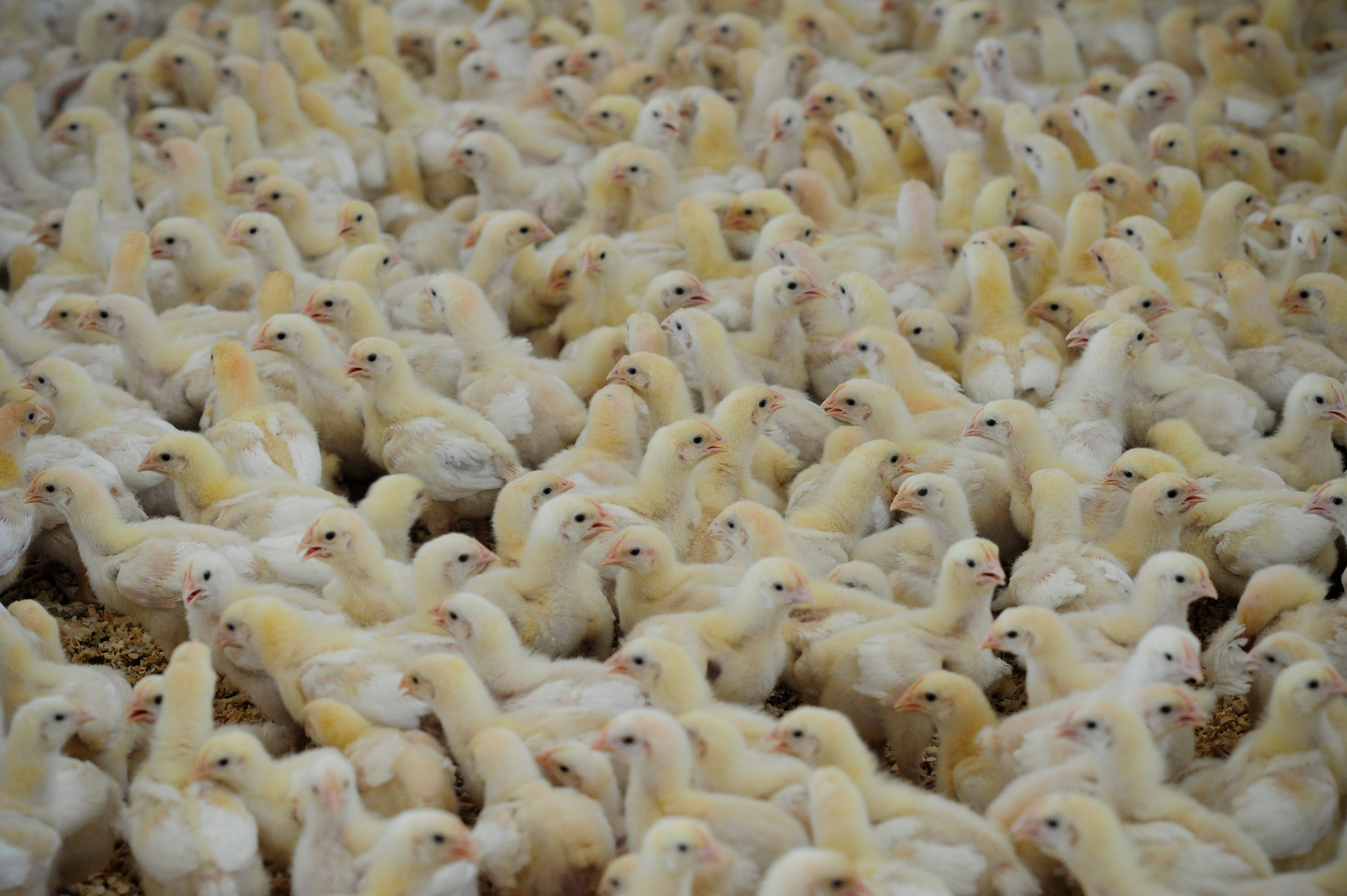 Pollos de corral. Imagen de Jo-Anne McArthur.