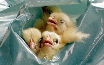 Male chicks in garbage bag, about to be suffocated to death. Image courtesy of Animal Equality.