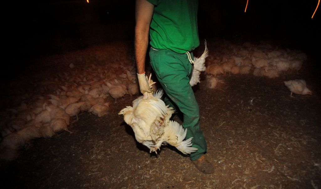 factory farmed chicken being carried