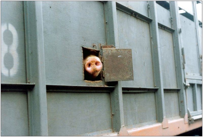 Pig during live transportation to a slaughter house