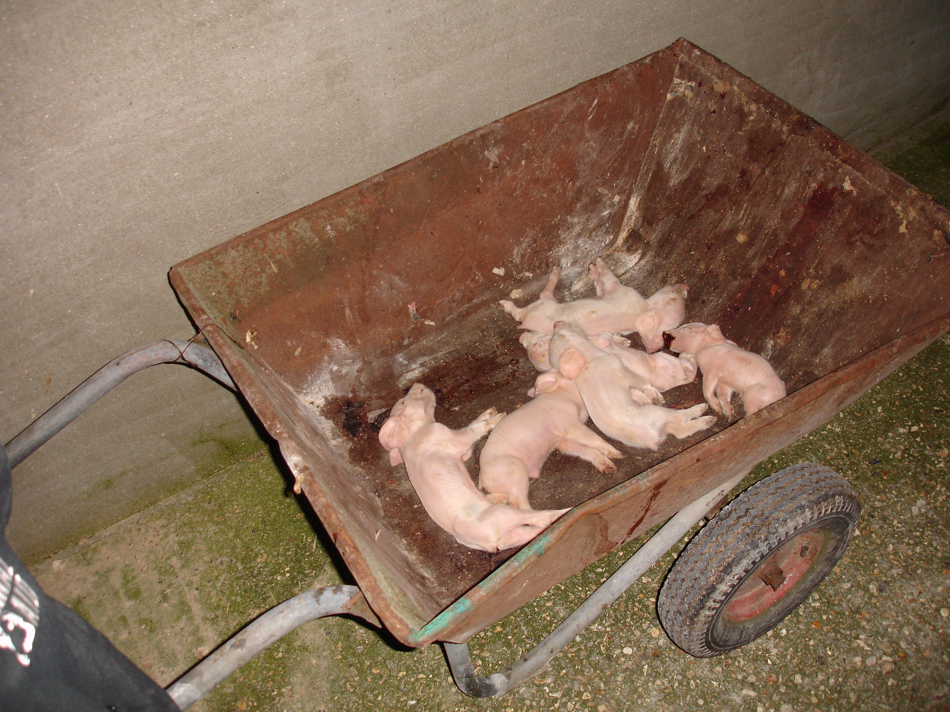 Dead and abandoned piglets