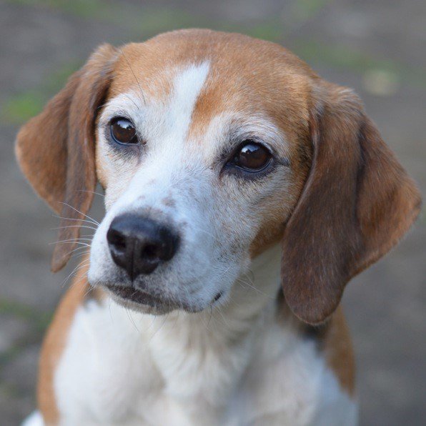 Beagle