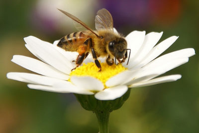 Bee perched on a flower. It's a common vegan myth that bees make honey for humans.