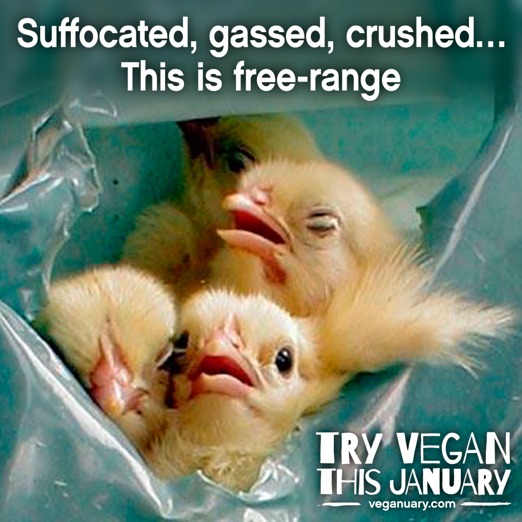 Free-Range-FB-8-12-15