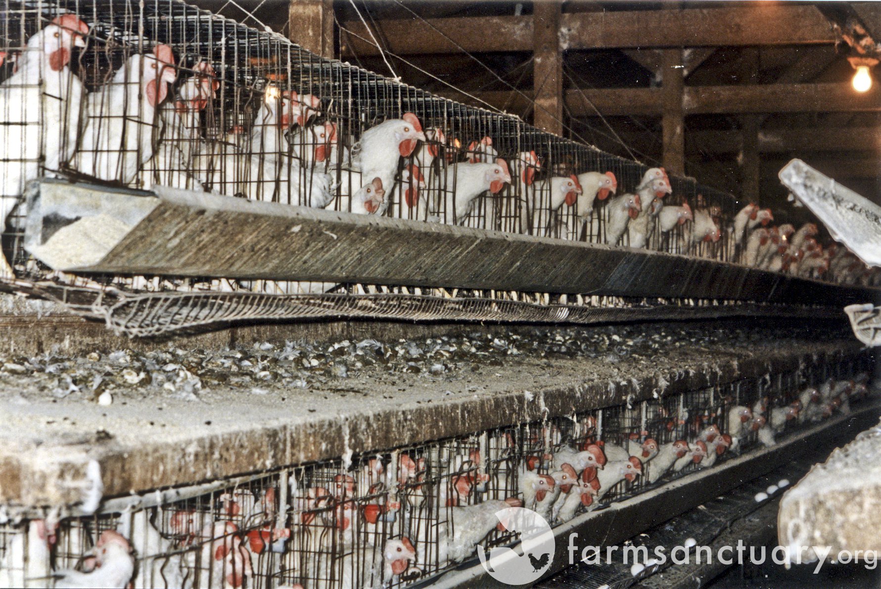 Chickens kept in battery cages