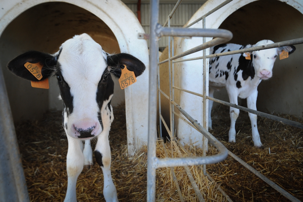 Calves on a dairy farm