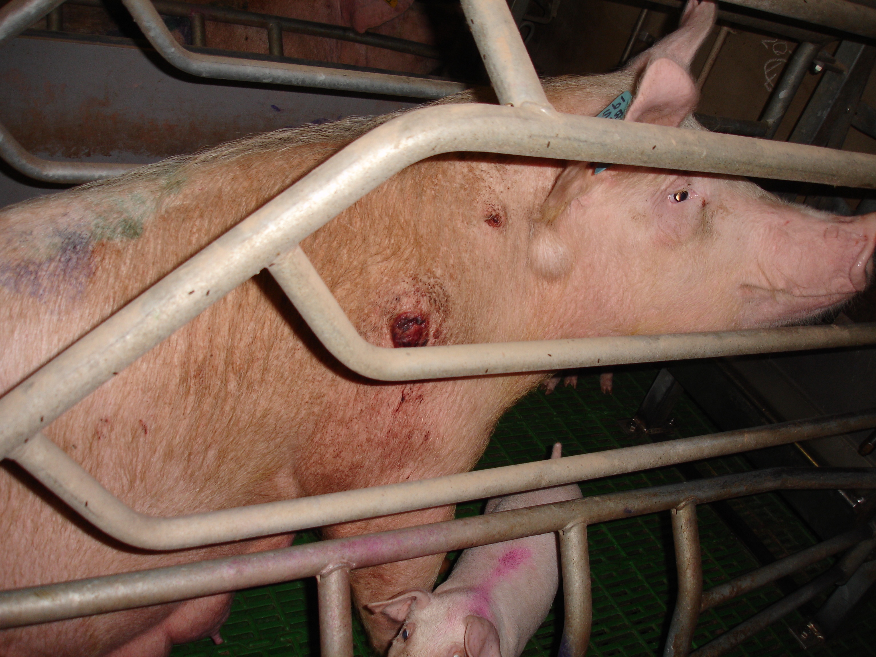 Pigs reared on intensive farms