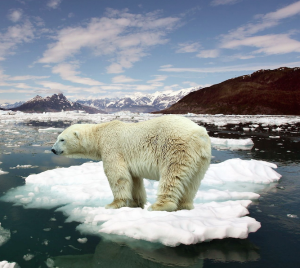 Polar Bear