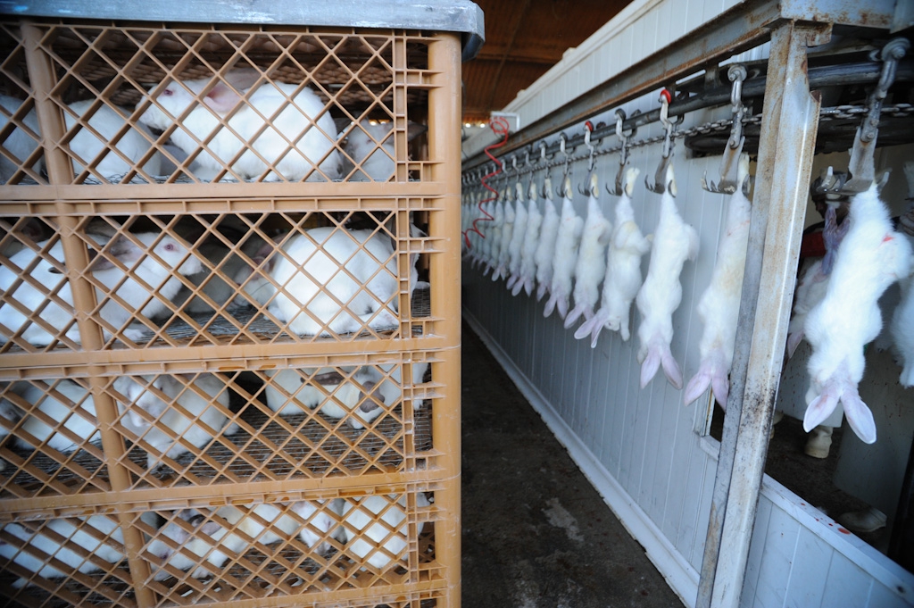 Trapped rabbits at a slaughterhouse