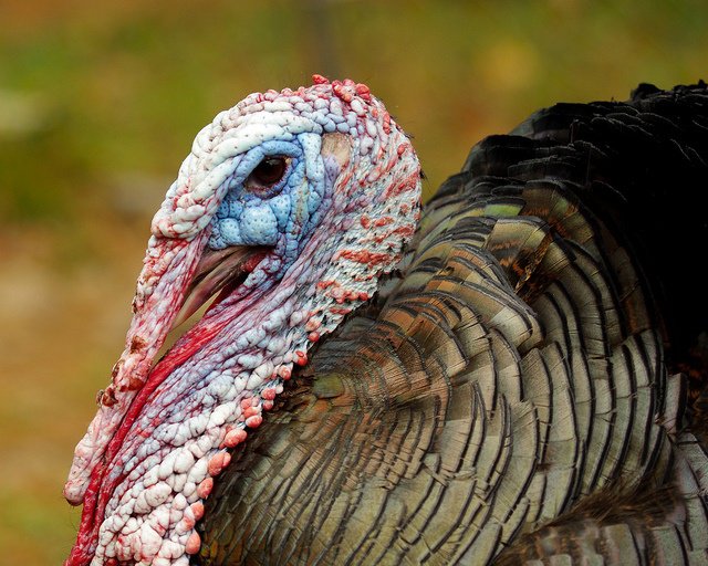 A turkey profile