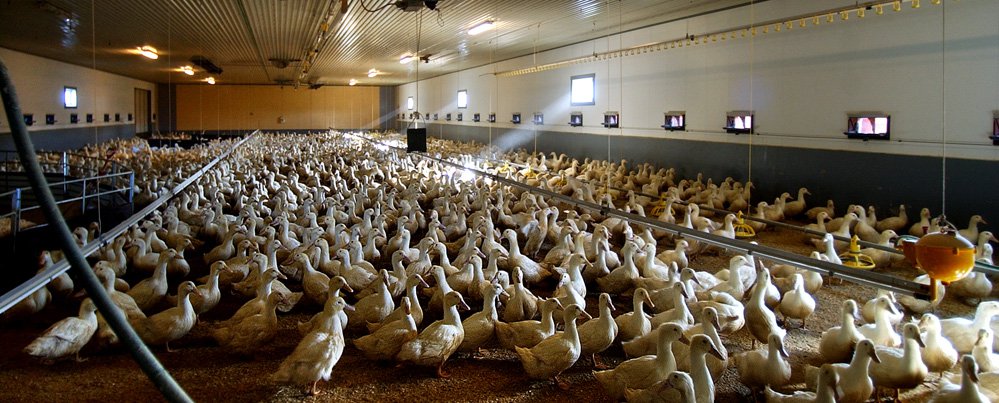 ducks-farm
