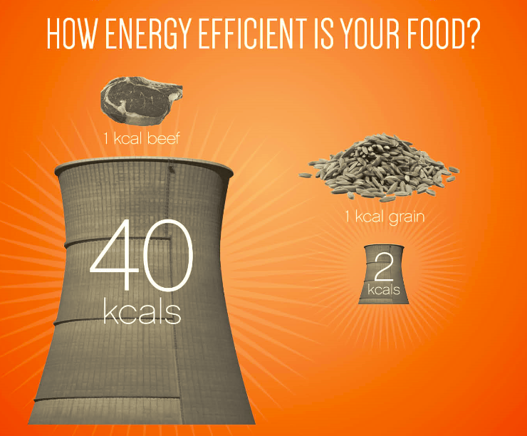 How Energy Efficient Is Your Food Infographic