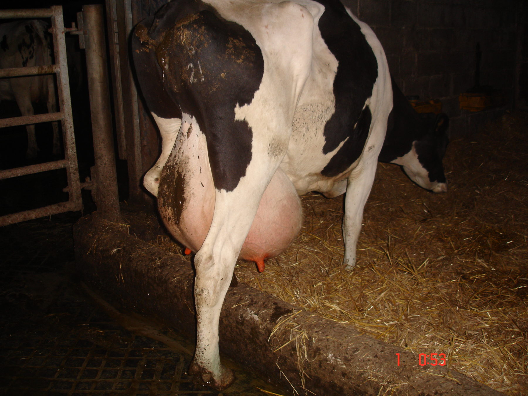 A cow farmed for milk with huge udders due to mastitis