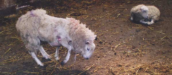 Lame sheep