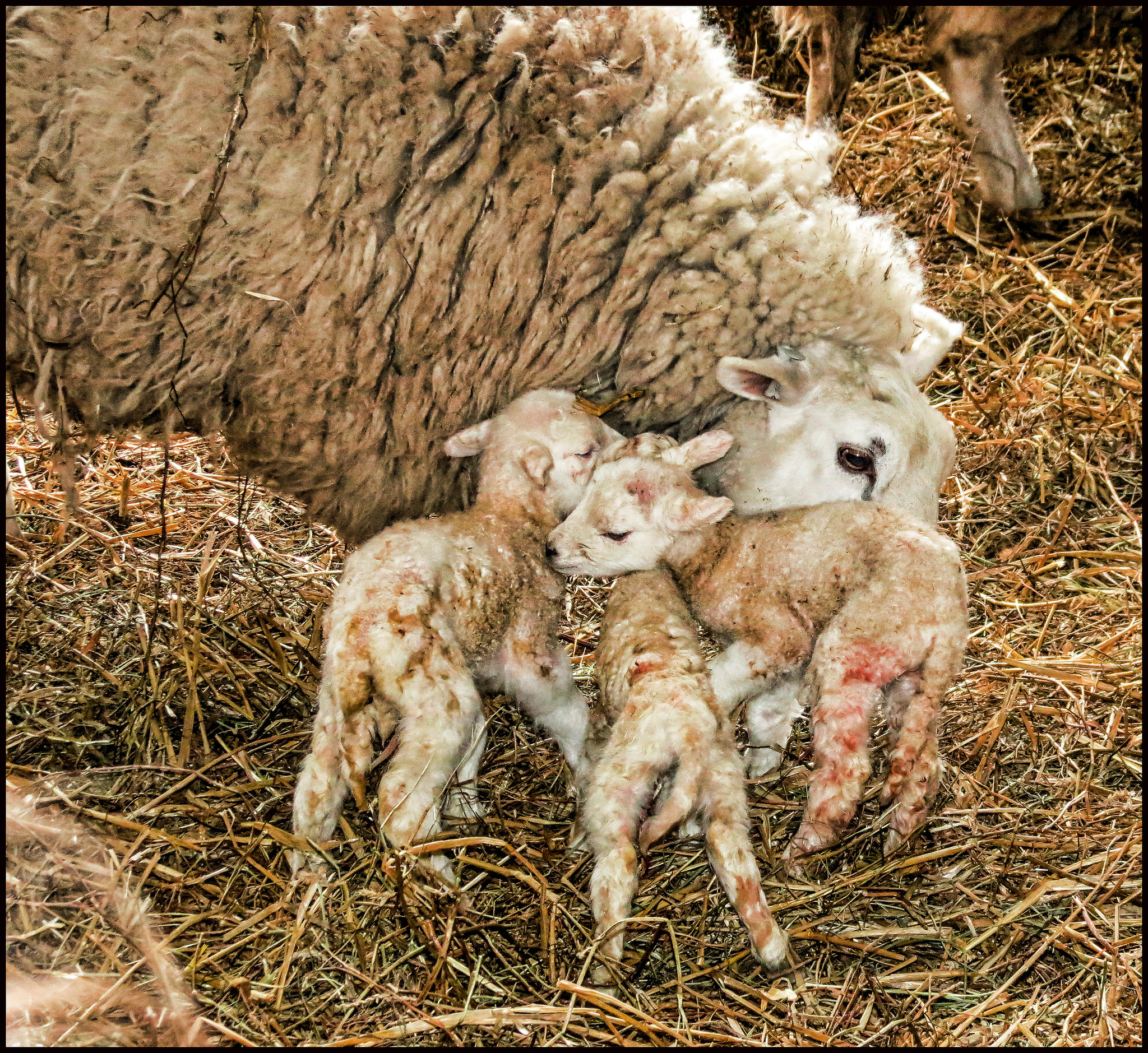 Sheep with baby lambs