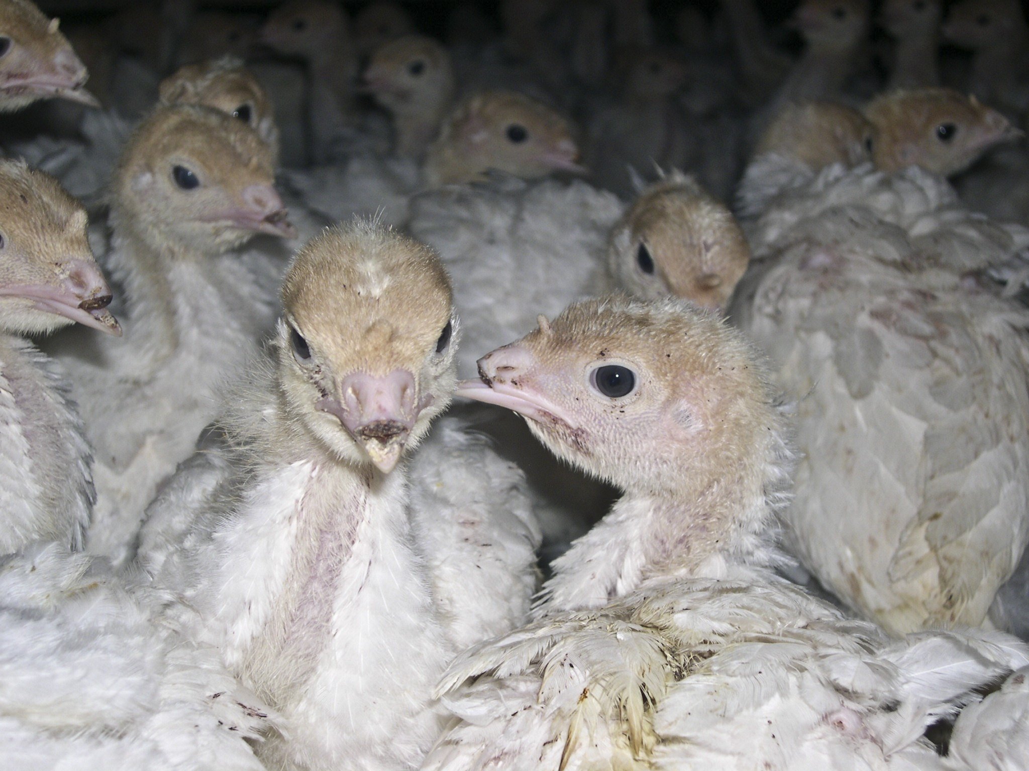 De-beaked turkeys on factory farms