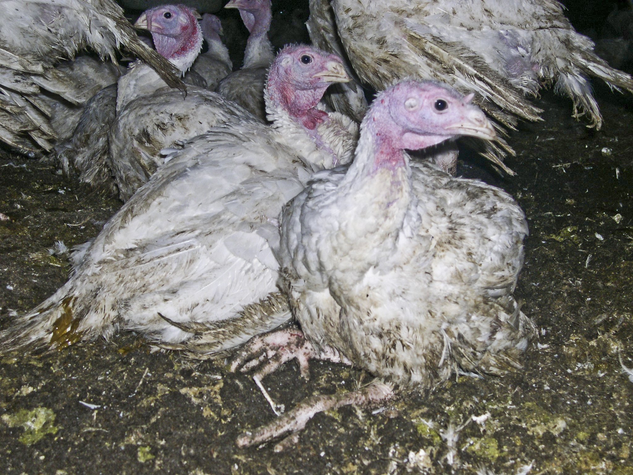 Factory Farmed Turkeys