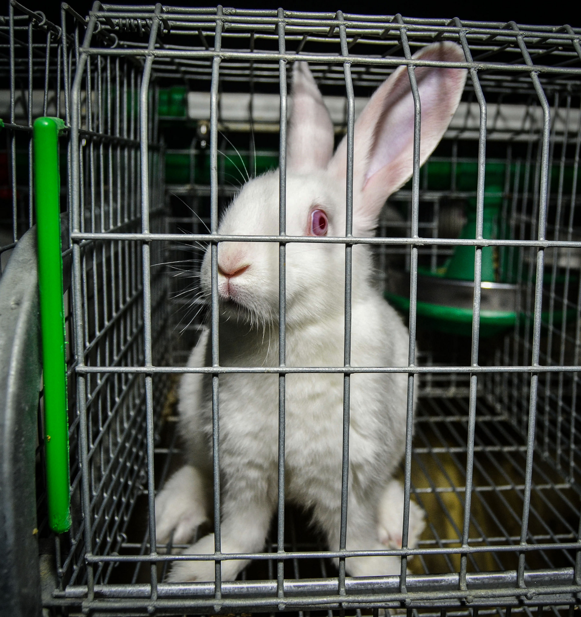 Scared and caged rabbit