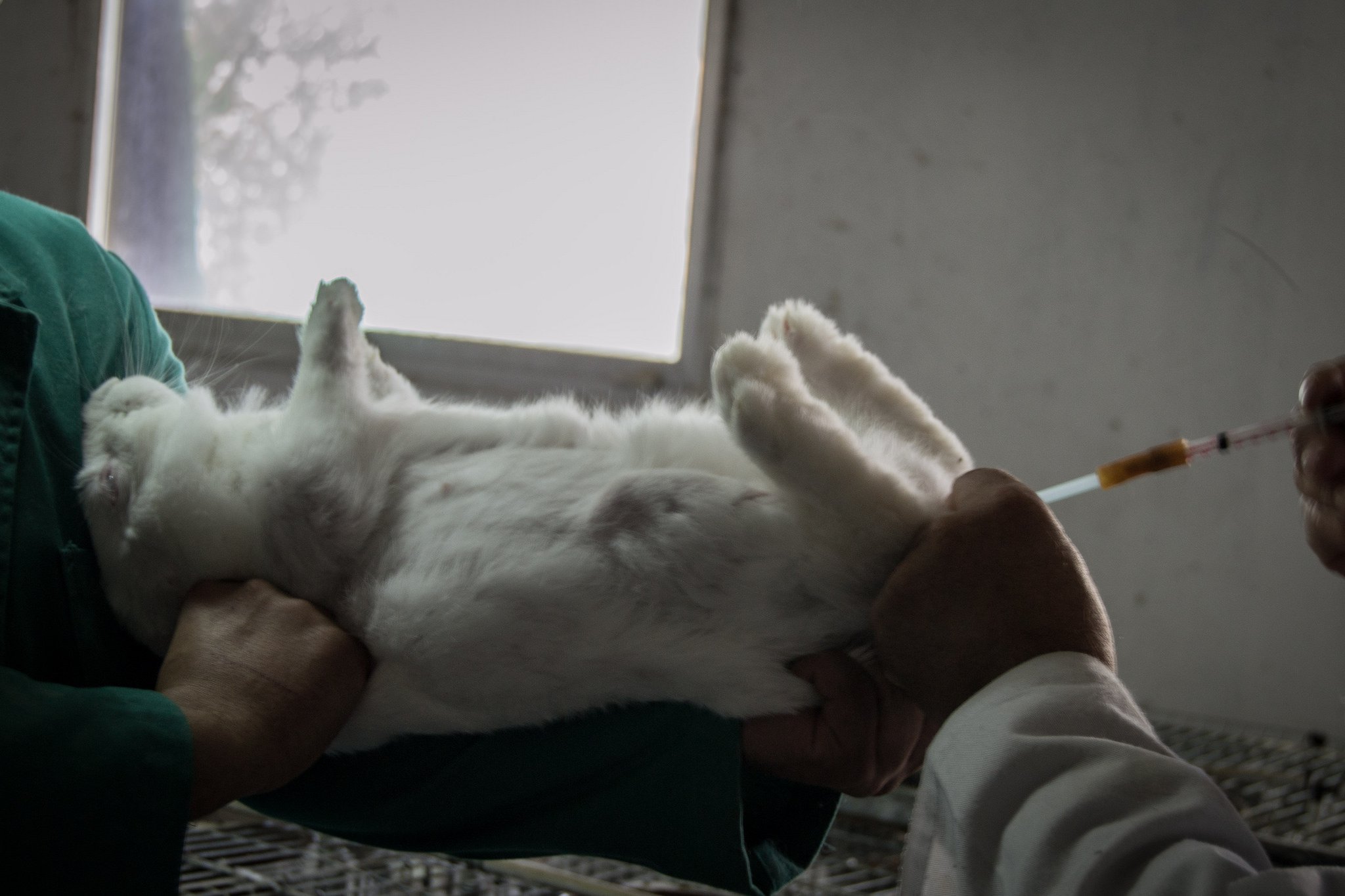 A rabbit being injected
