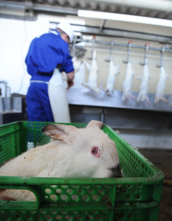 Rabbit waiting to be killed at a slaughterhouse