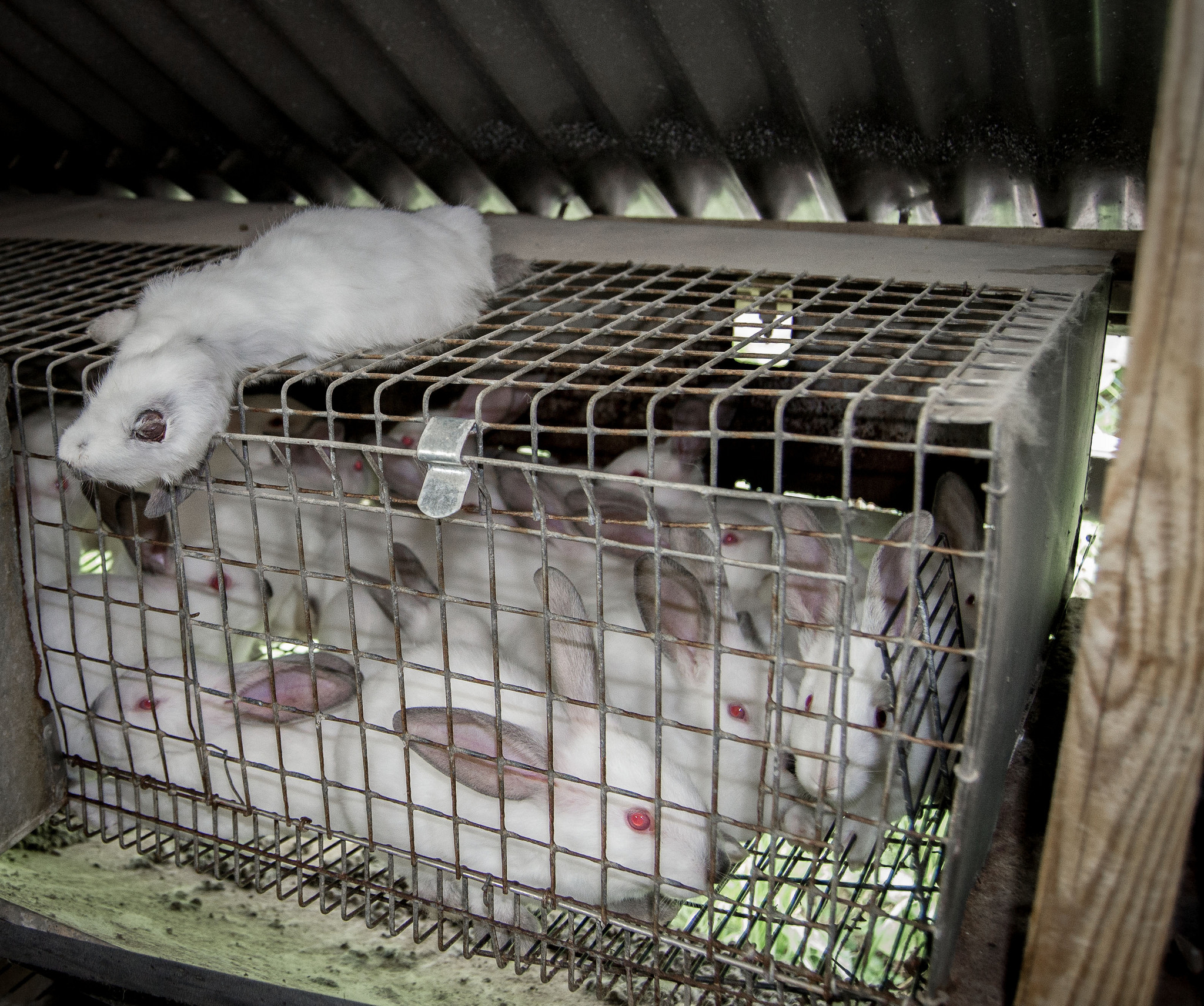 Rabbits kept in a cage and skinned