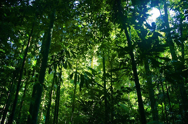 Rainforest photo by Ben Britten