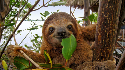 Sloth in a tree