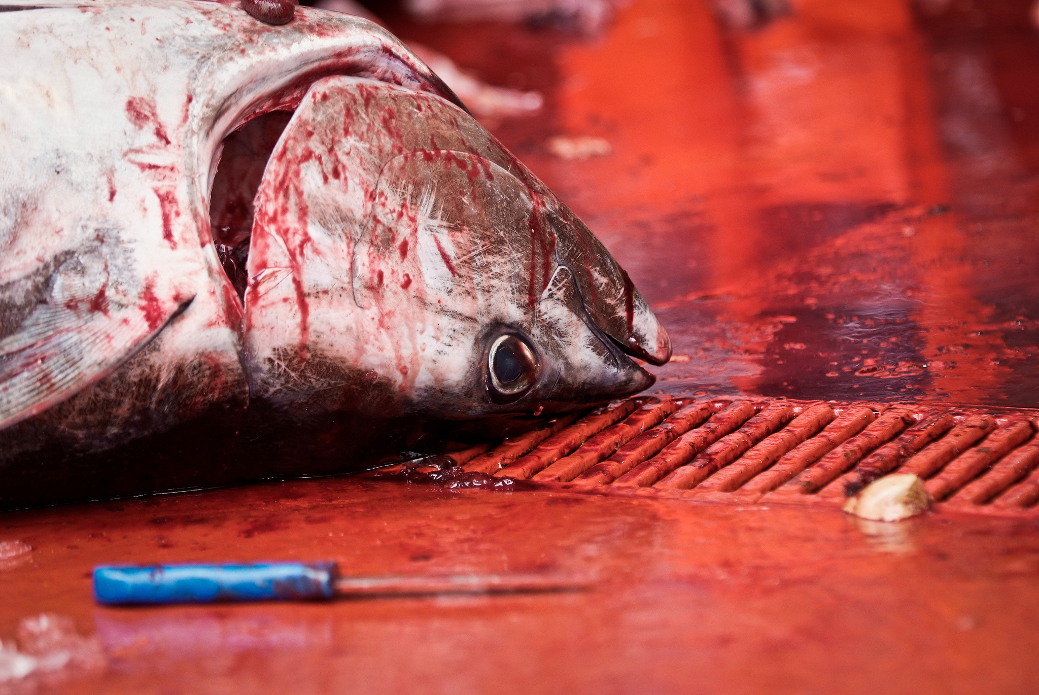 A dead fish on a bloodied floor