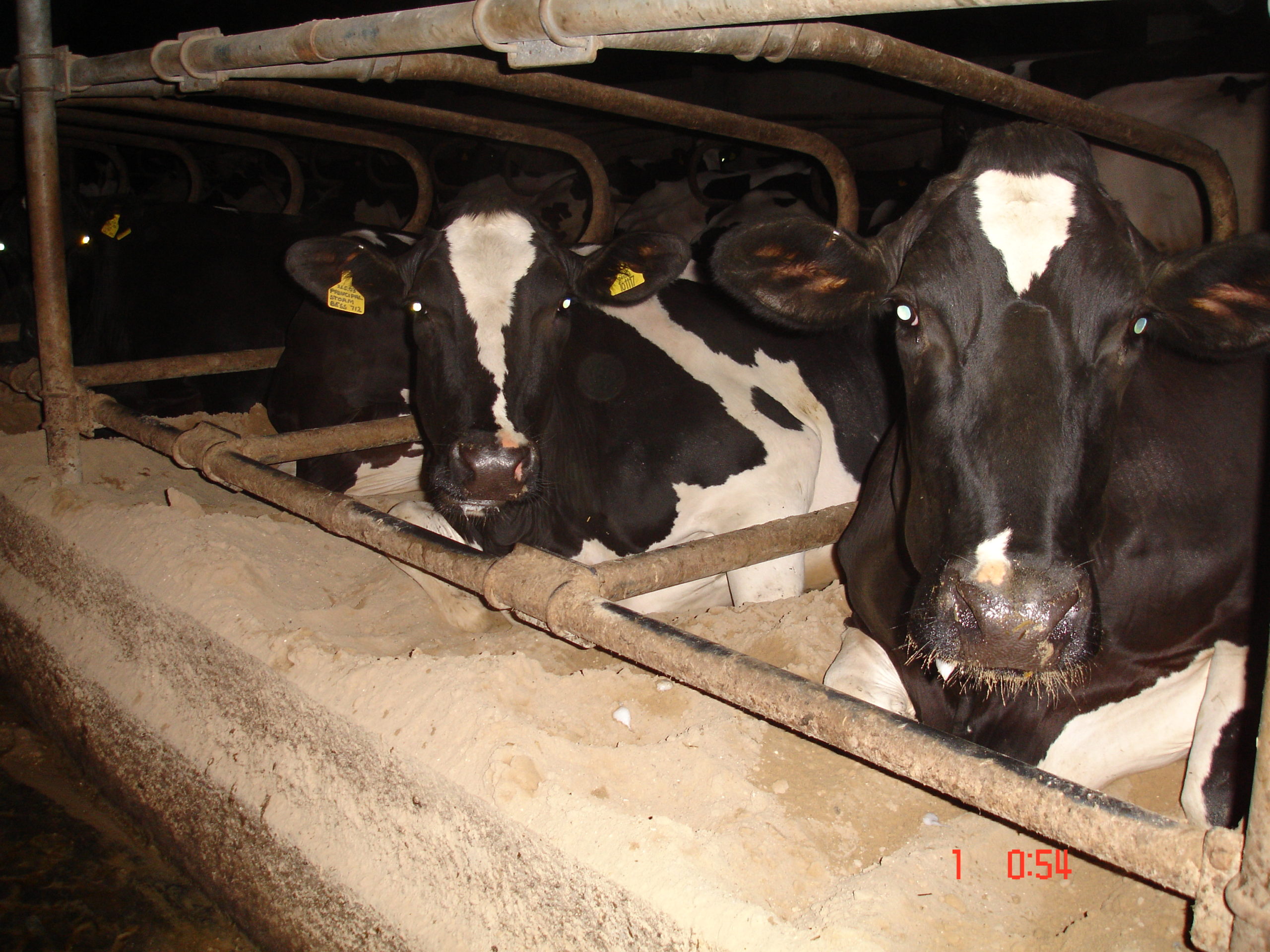 Cows confined in crates Cows confined in crates