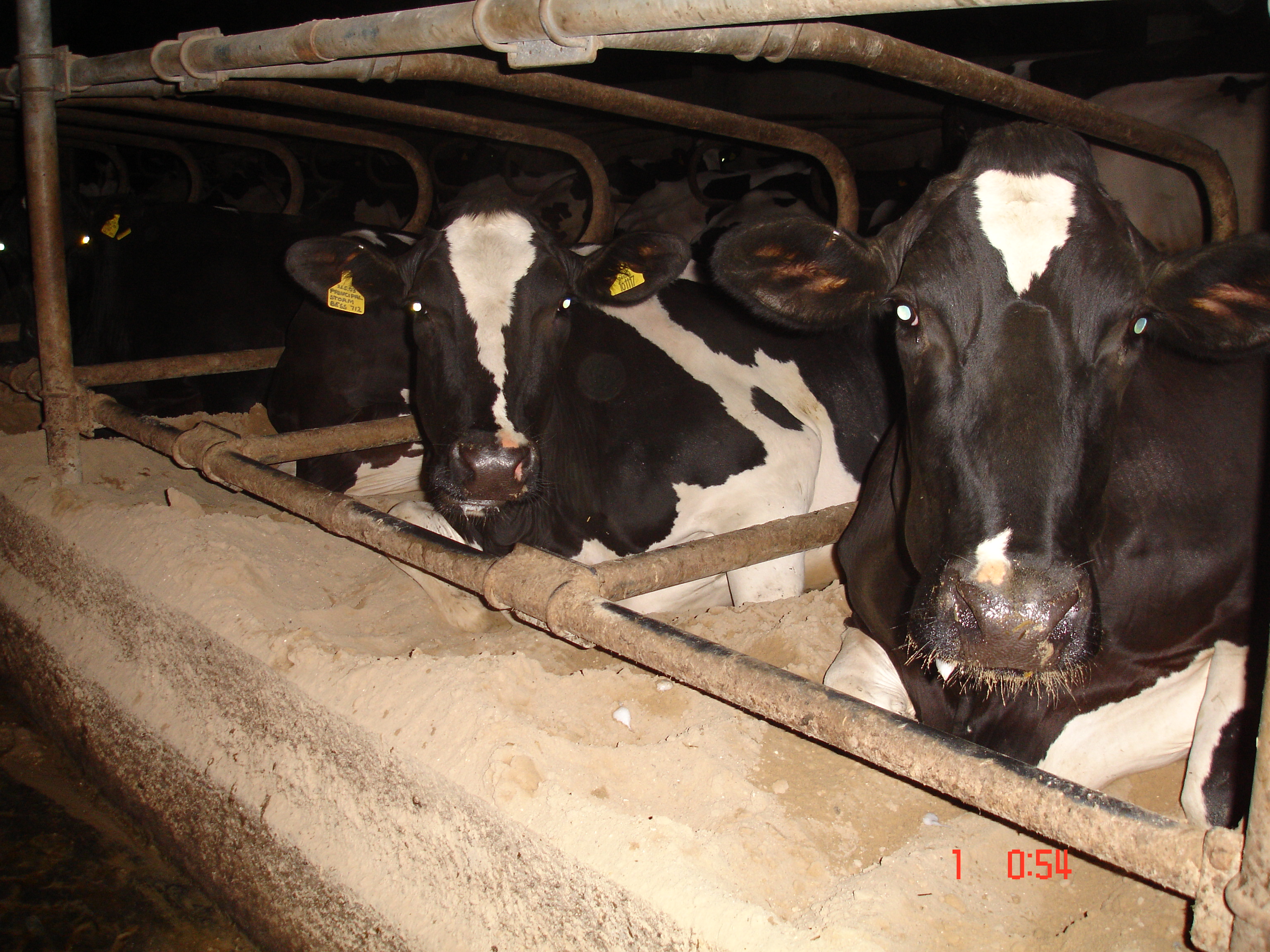 Cows confined in crates