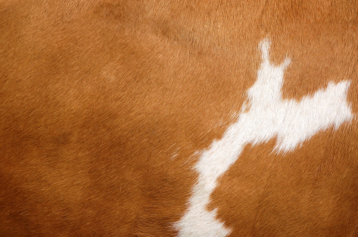 Close-up of cow's hide