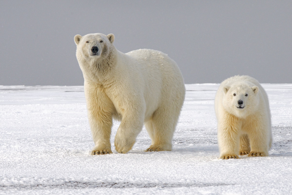 2 polar bears