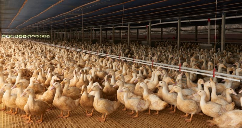 Duck Farming for Meat, Eggs & Feathers | Veganuary