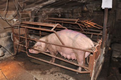 UK Pig Farm Farrowing Crate