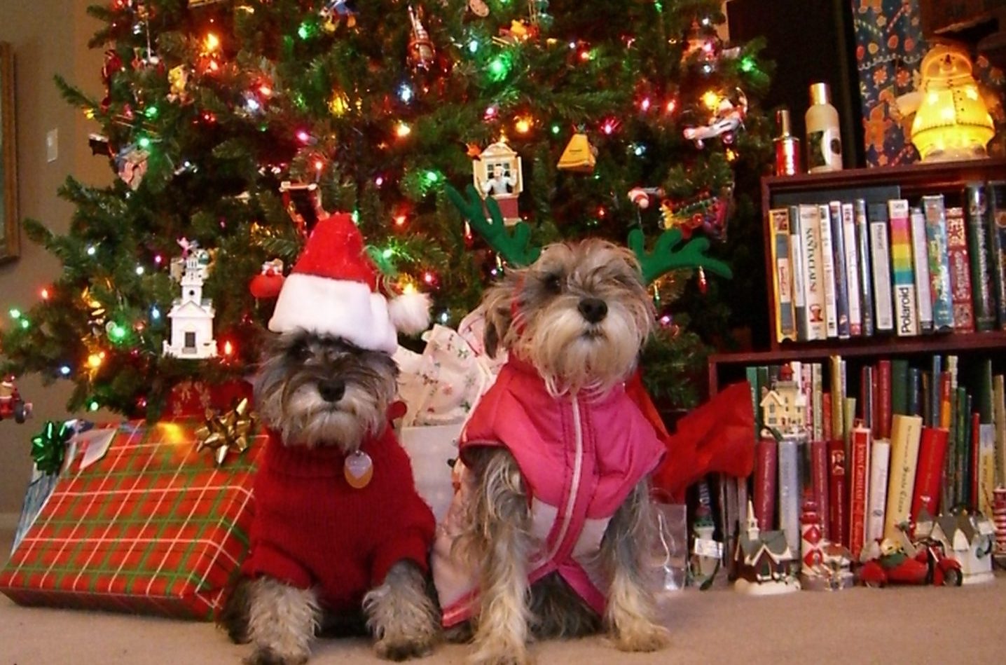 christmas-doggies-1443630