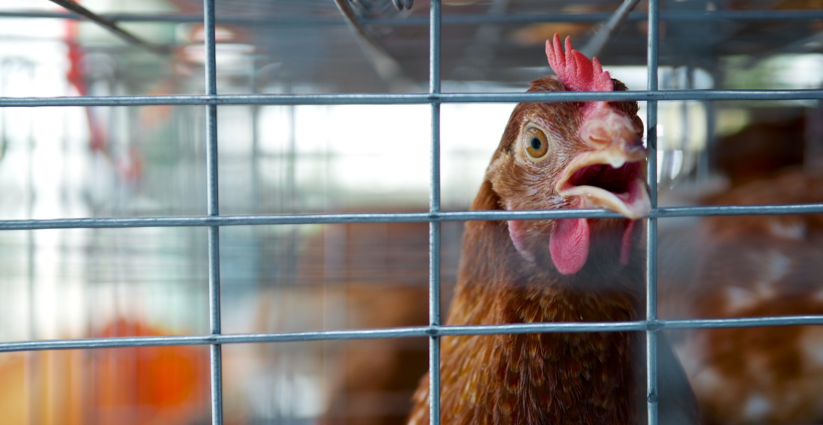 Chicken in the cages for sell in the market. Torture animals. Domestic animal businesses for food. Close up..