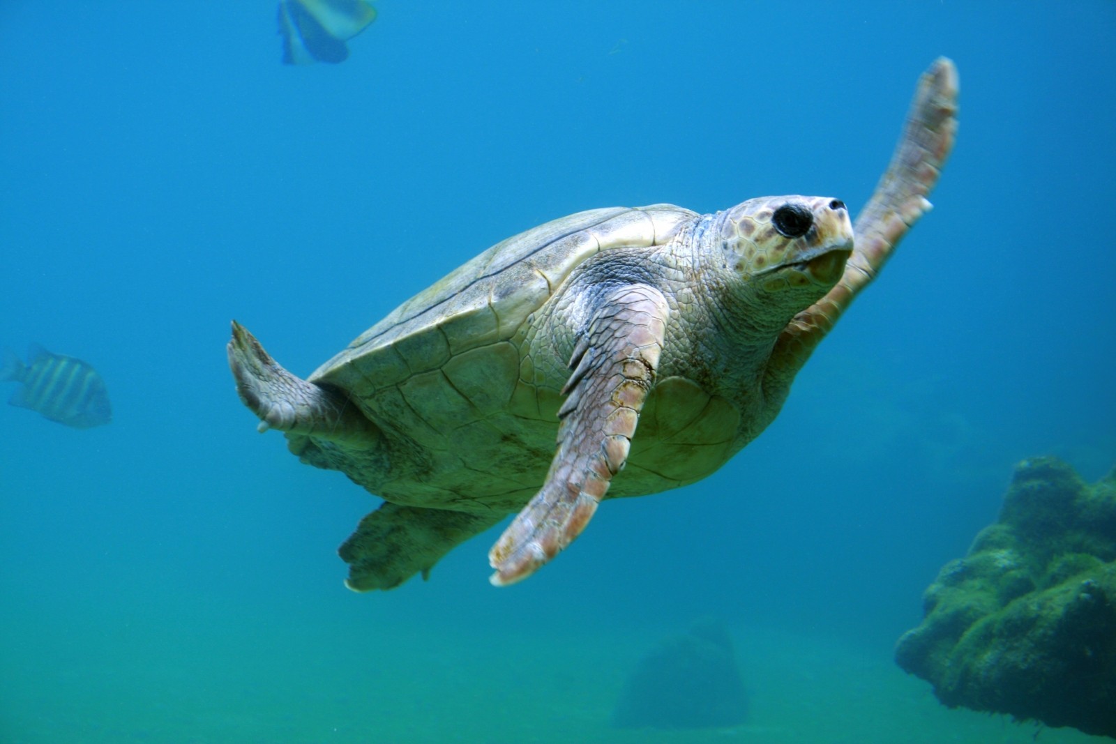 Turtles - one of the many animals at risk of bycatch in fishing nets