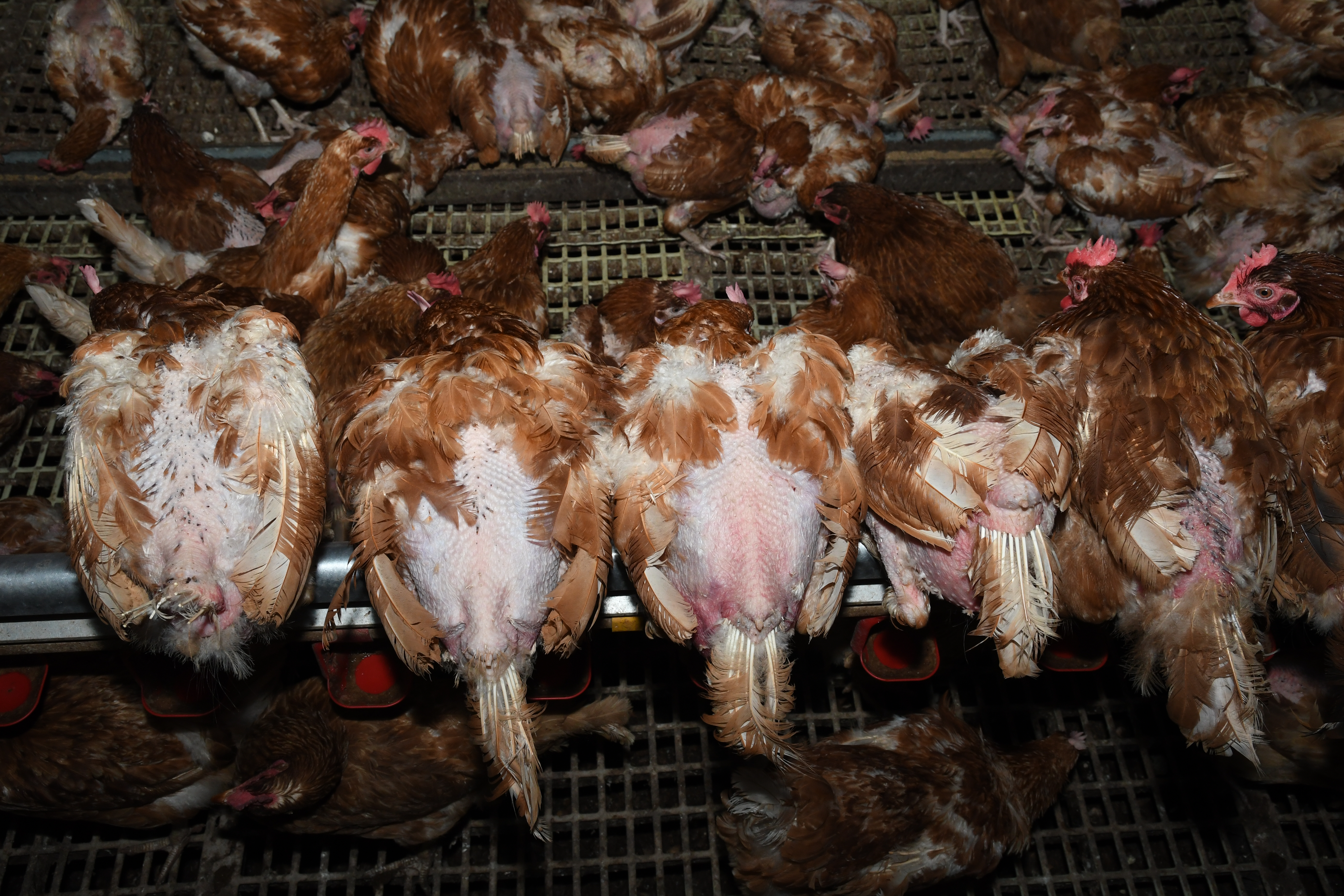 horrible conditions of free range chickens