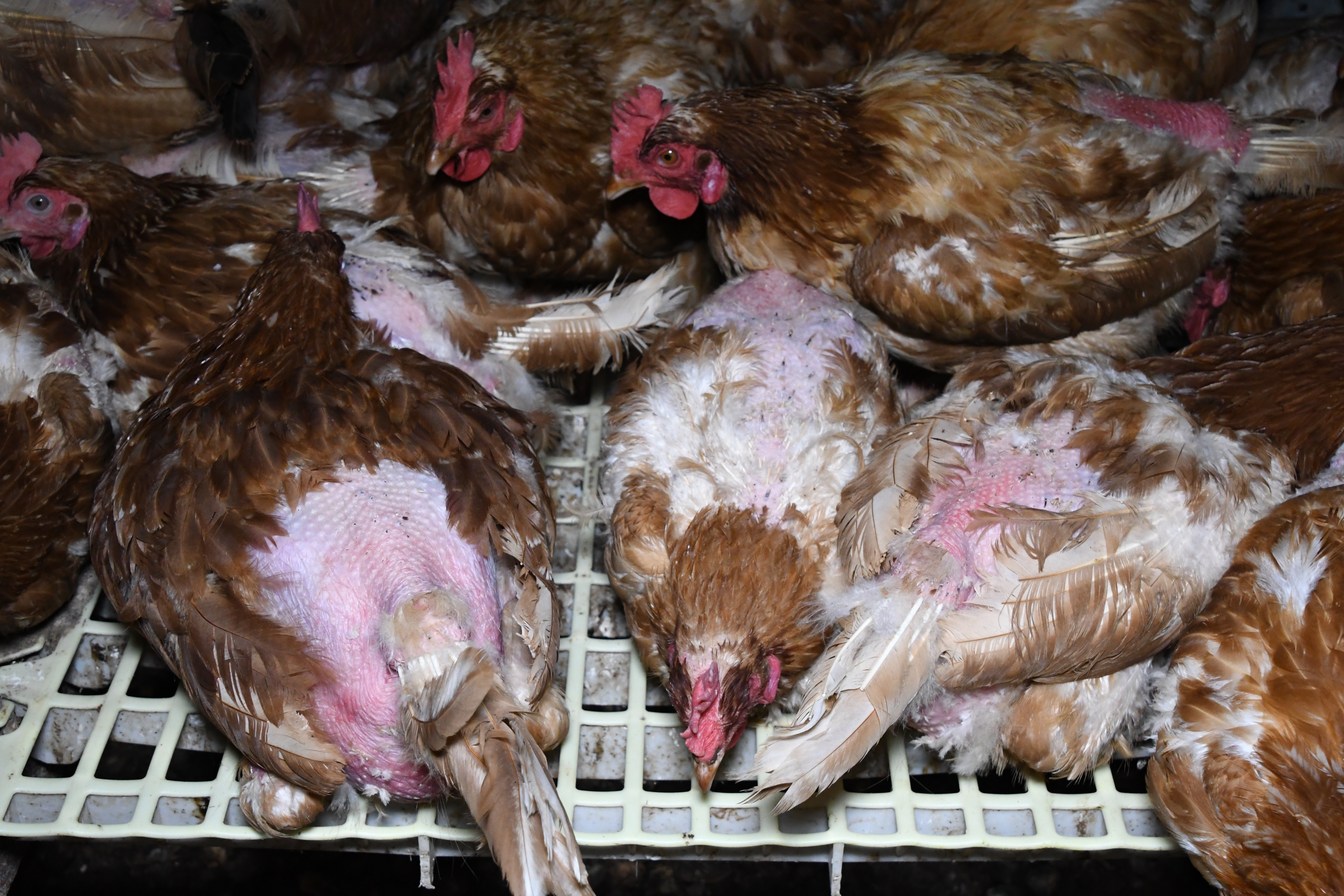 Awful conditions for chickens on an egg farm