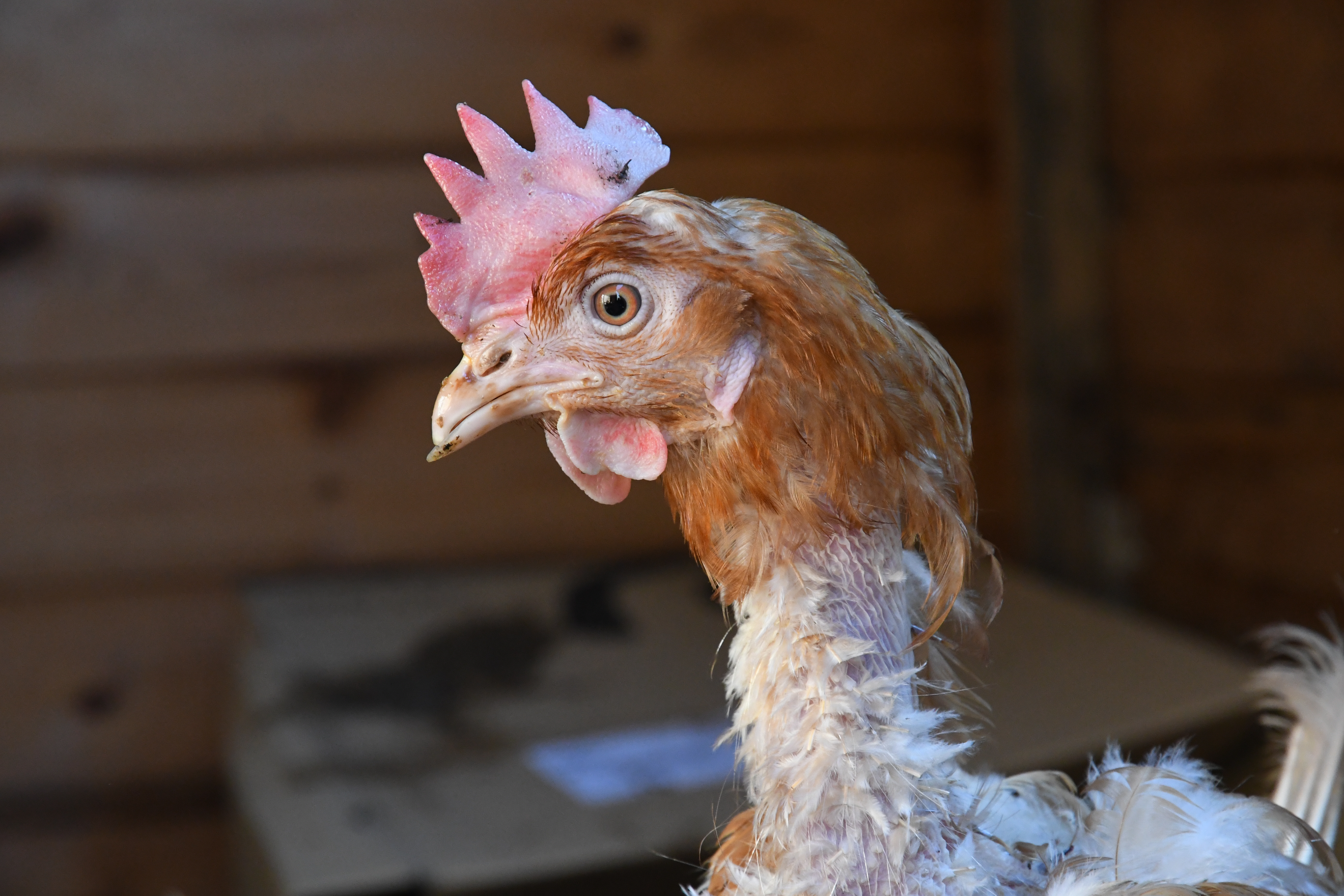 Chicken suffering on UK egg farm