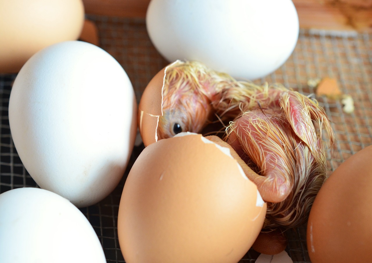 newly born chicken in cracked egg