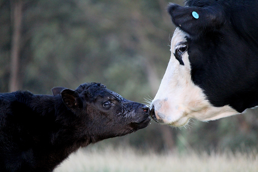 Cow and calf nose-to-nose