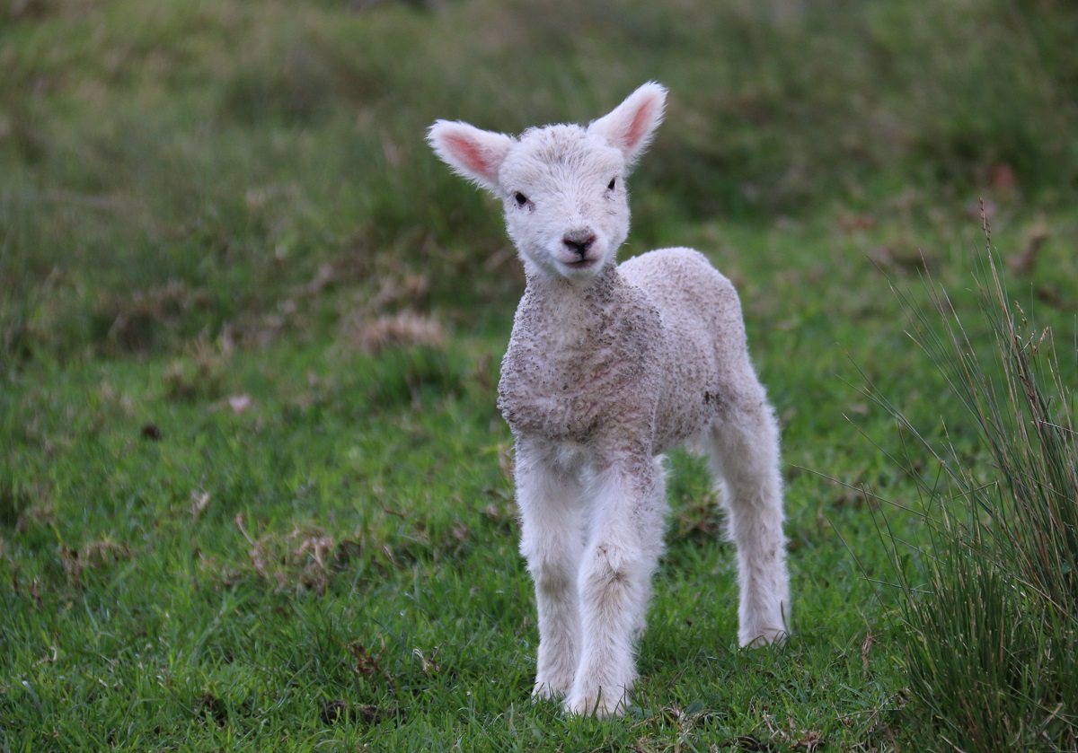 Young lamb - a traditional image of Easter