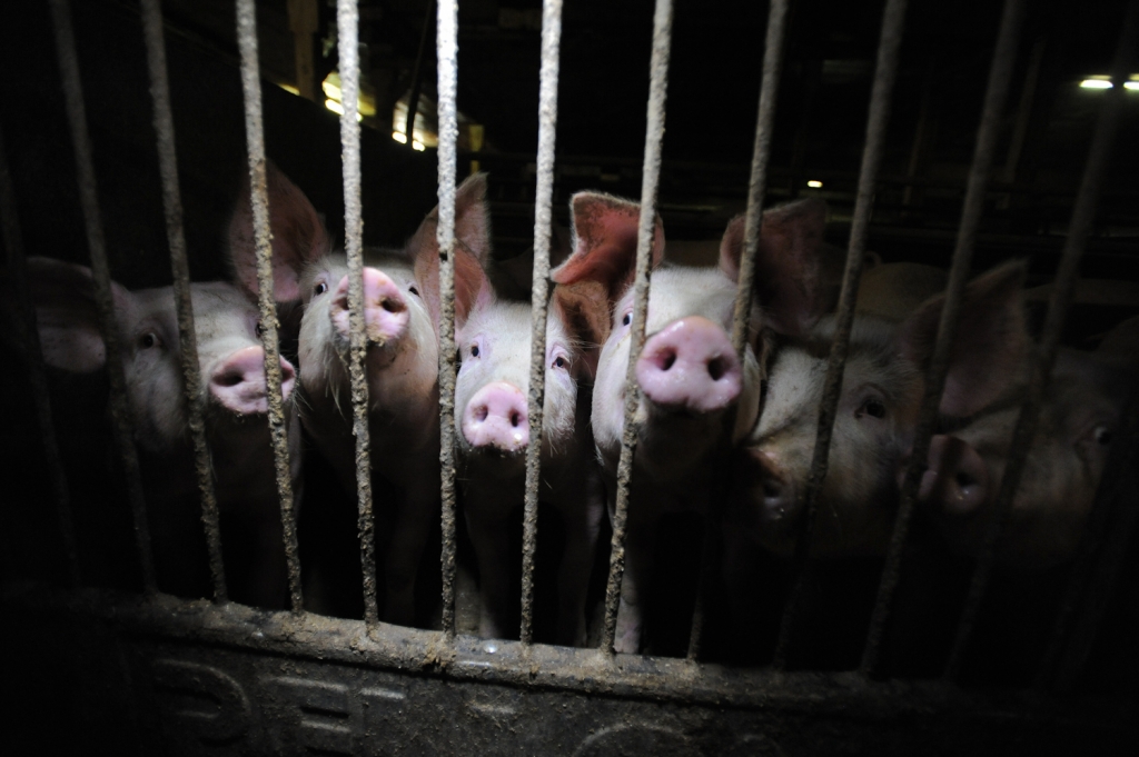 Pigs in an abattoir photo taken by Jo-Anne McArthur