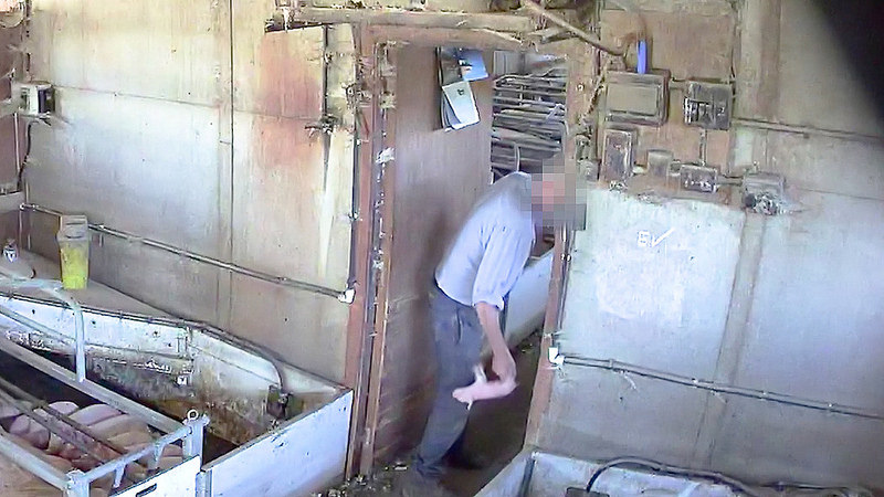 A farm worker slams a piglet against a wall by its back leg at Rosebury Farm, killing it