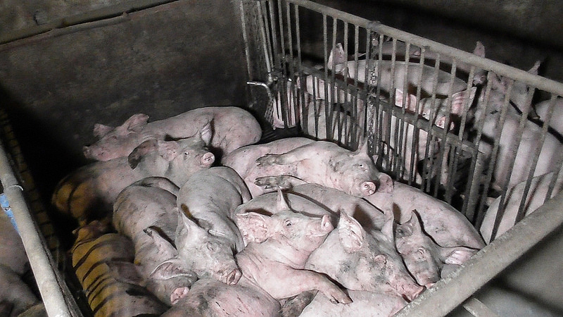 Pigs are crammed into crates at Rosebury Farm in Bedfordshire, forced to lie on top of each other 