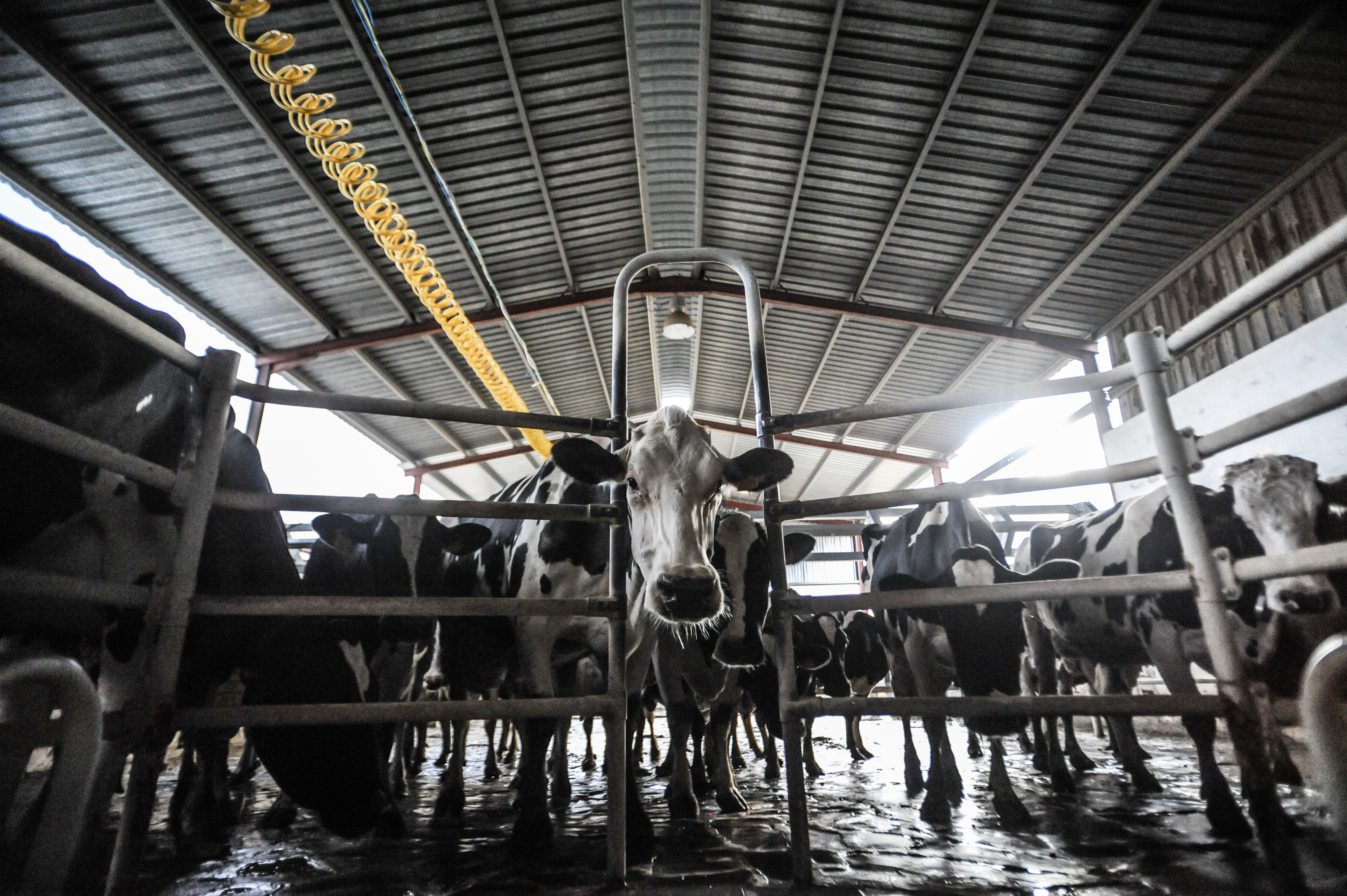 Cows on a dairy farm in Spain. A new report has found that the meat and dairy industries could be bigger polluters than the oil industry by 2050.