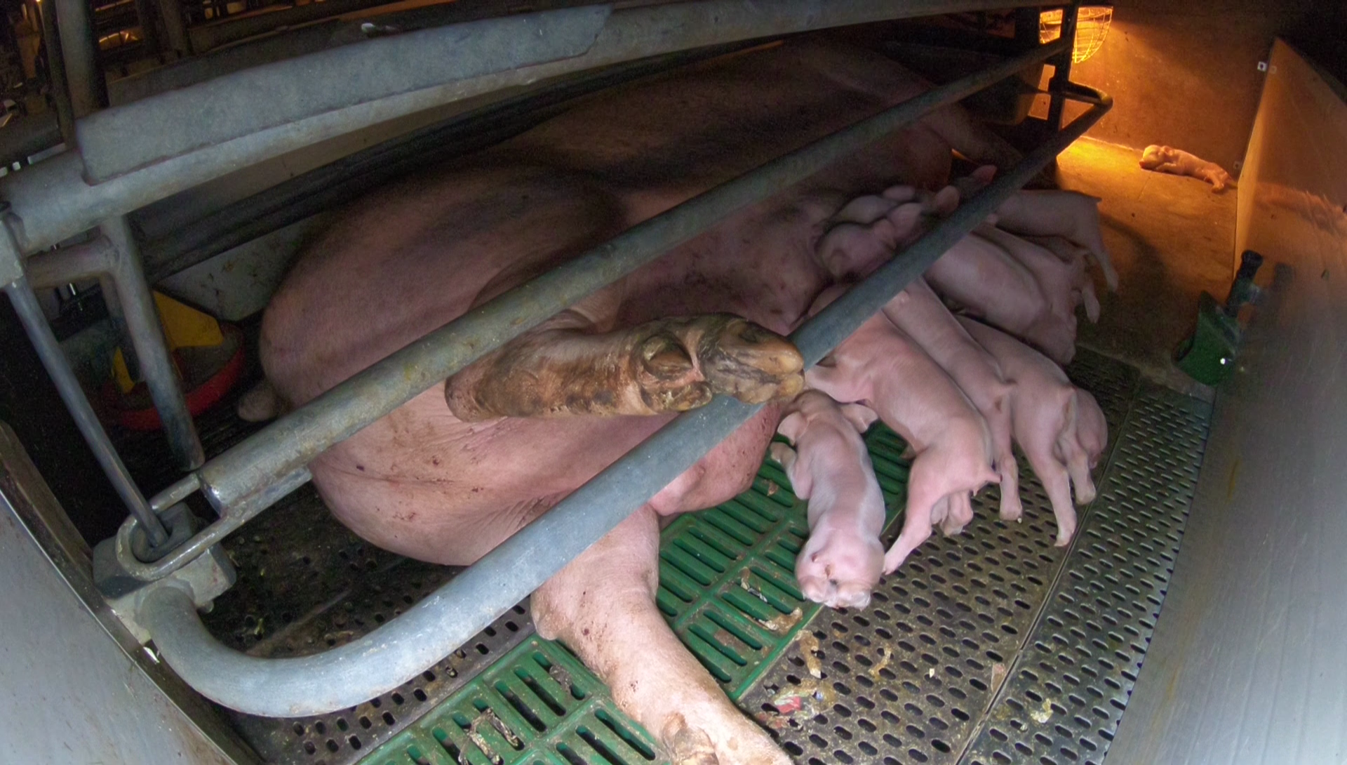 Hogwood Farm Pig Cruelty