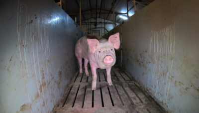 A pig stands in filthy conditions at Hogwood pig farm in the UK.